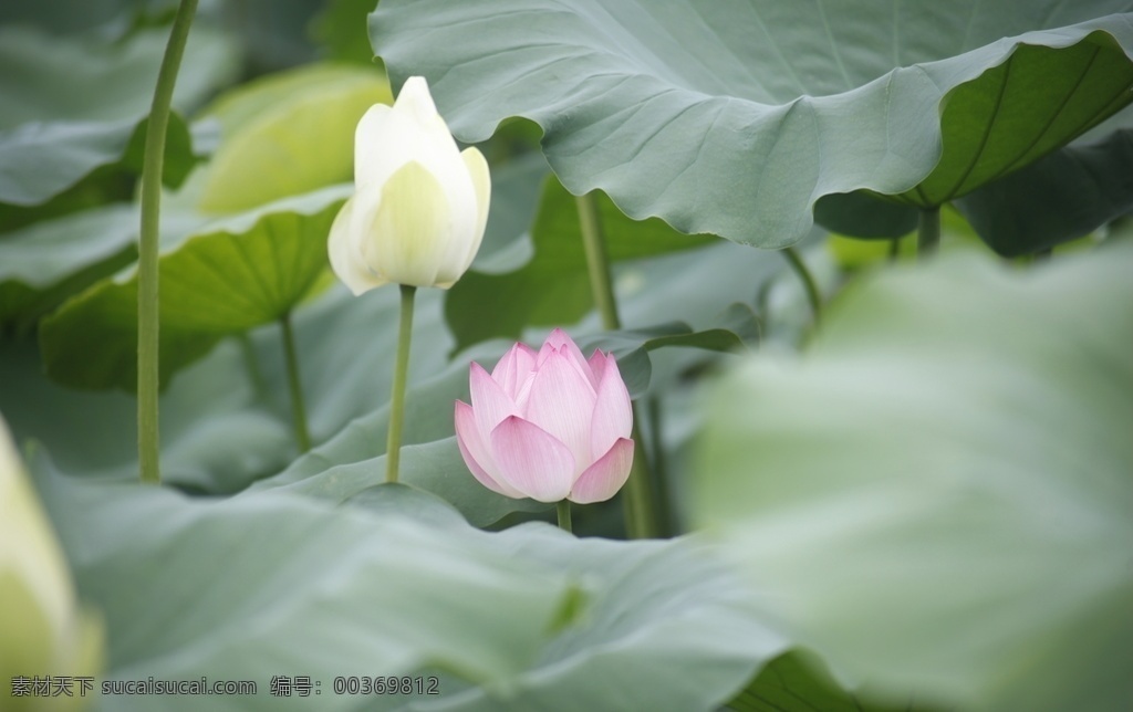 荷花 荷塘 莲花 荷叶 睡莲 花草树木 自然景观 田园风光