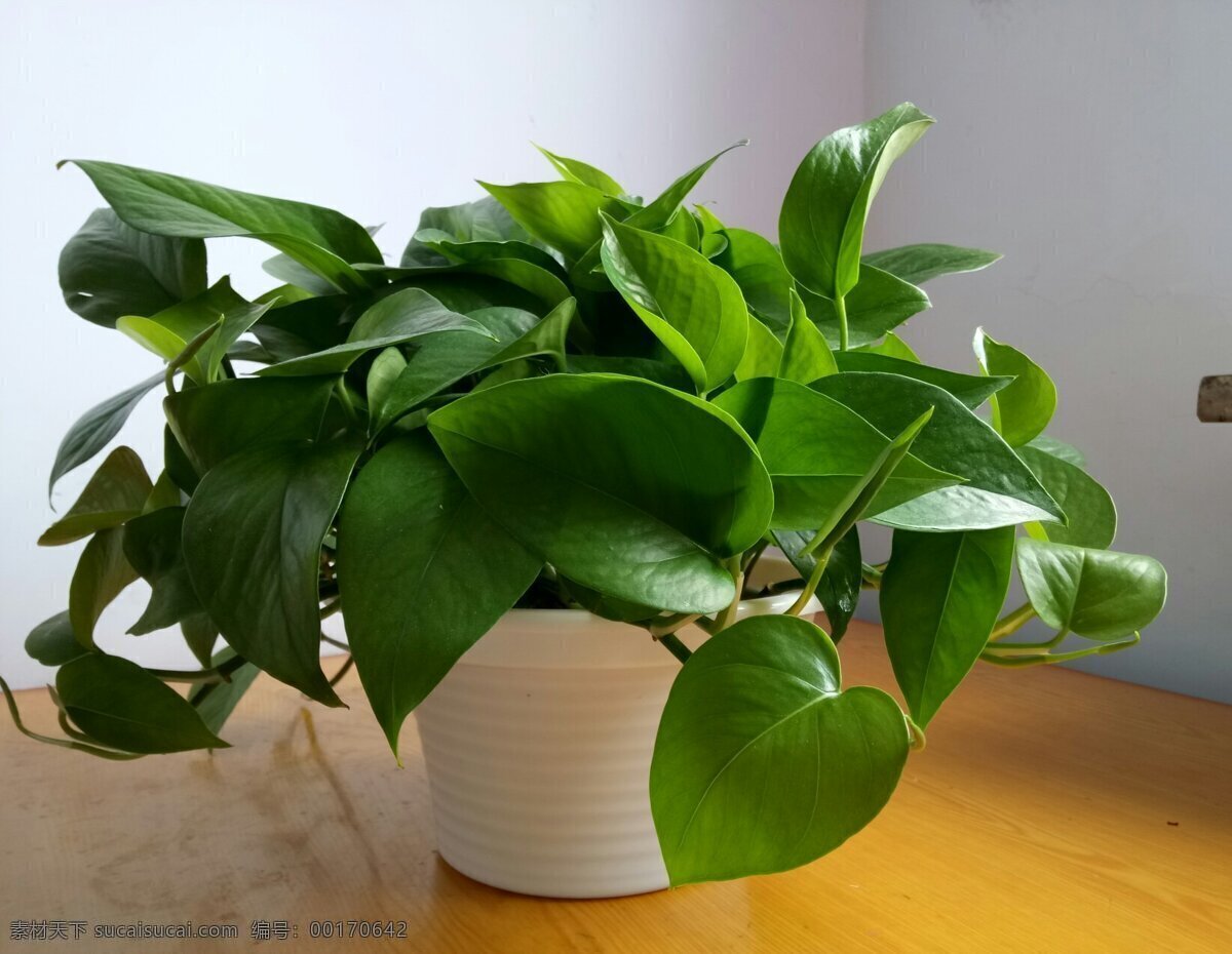 叶 自然 新鲜 绿萝盆栽 植物 盆景 办公室花朵 室内盆景 绿植 绿叶 绿色 生机勃勃 清新 环保 节能 生命 生命力 节能环保 生物世界 花草