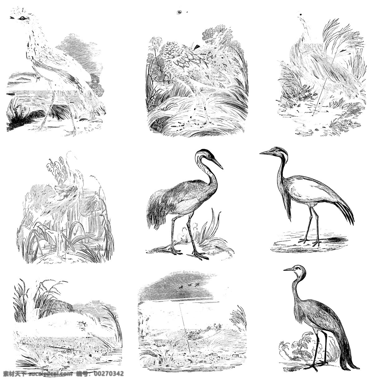 鸟类 欧美 古典 线条 矢量 动物 库 欧洲古典素材 矢量素材 素描素材 线条素材 非 主流 矢量图 其他矢量图