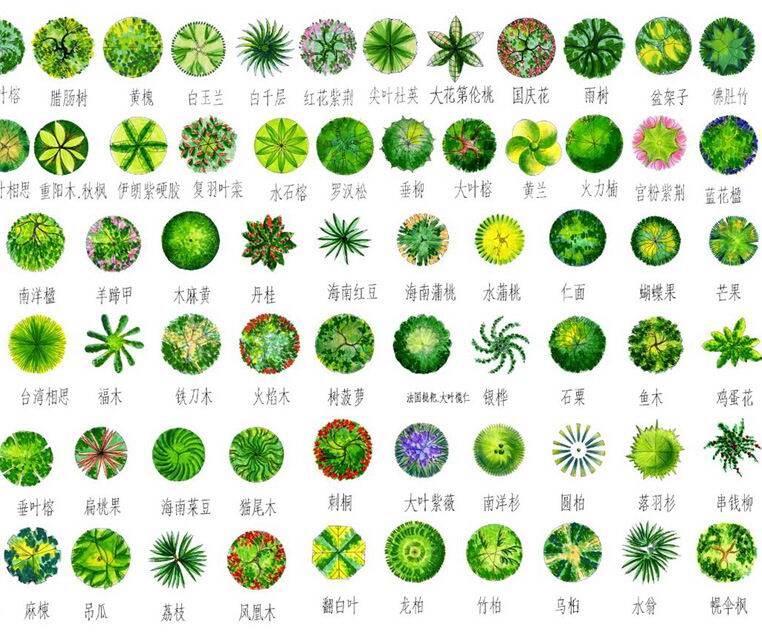 植物 平面 园林植物 植物平面素材 配景素材 园林 建筑装饰 设计素材 3d模型素材 室内场景模型