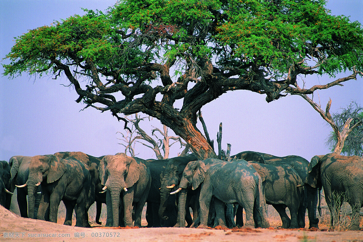 一群 大象 动物 野生动物 沙滩 行走 一群大象 陆地动物 生物世界