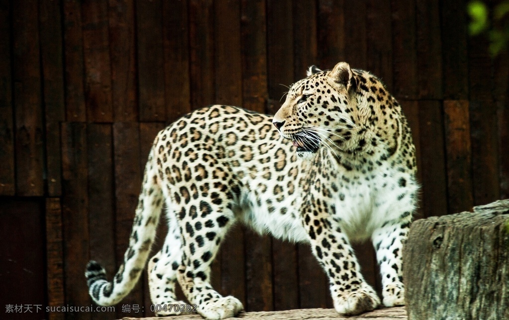 豹子 豹 panthera pardus 金钱豹 文豹 银钱豹 leopard panther 花豹 动物 猫科动物