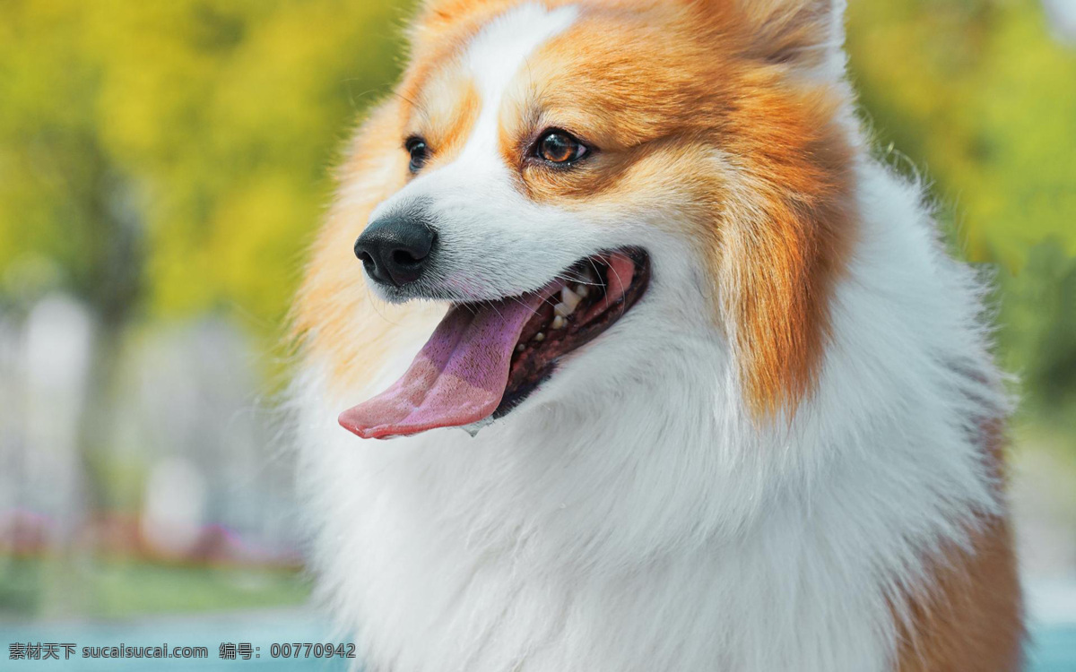 狗图片 动物 宠物 狗 猫 萌宠 金毛 拉布拉多 田园犬 泰迪 秋田犬 大黄狗 萨摩耶 宠物壁纸 萌宠壁纸 可爱壁纸 生物世界 动物世界 野生动物 宠物猫 小猫 猫咪 宠物广告 宠物市场 老虎 豹子 仓鼠 猴子 鸟 兔子 大自然 鸭子 蜥蜴 马 老鹰 熊 狐狸 狮子 猩猩 北极熊 狼