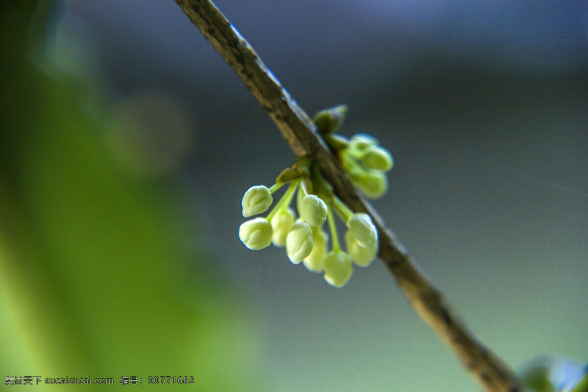 银桂 桂花 金桂 桂花树 桂花飘香 桂花林 桂花香 八月桂花香 桂花园 生物世界 花草