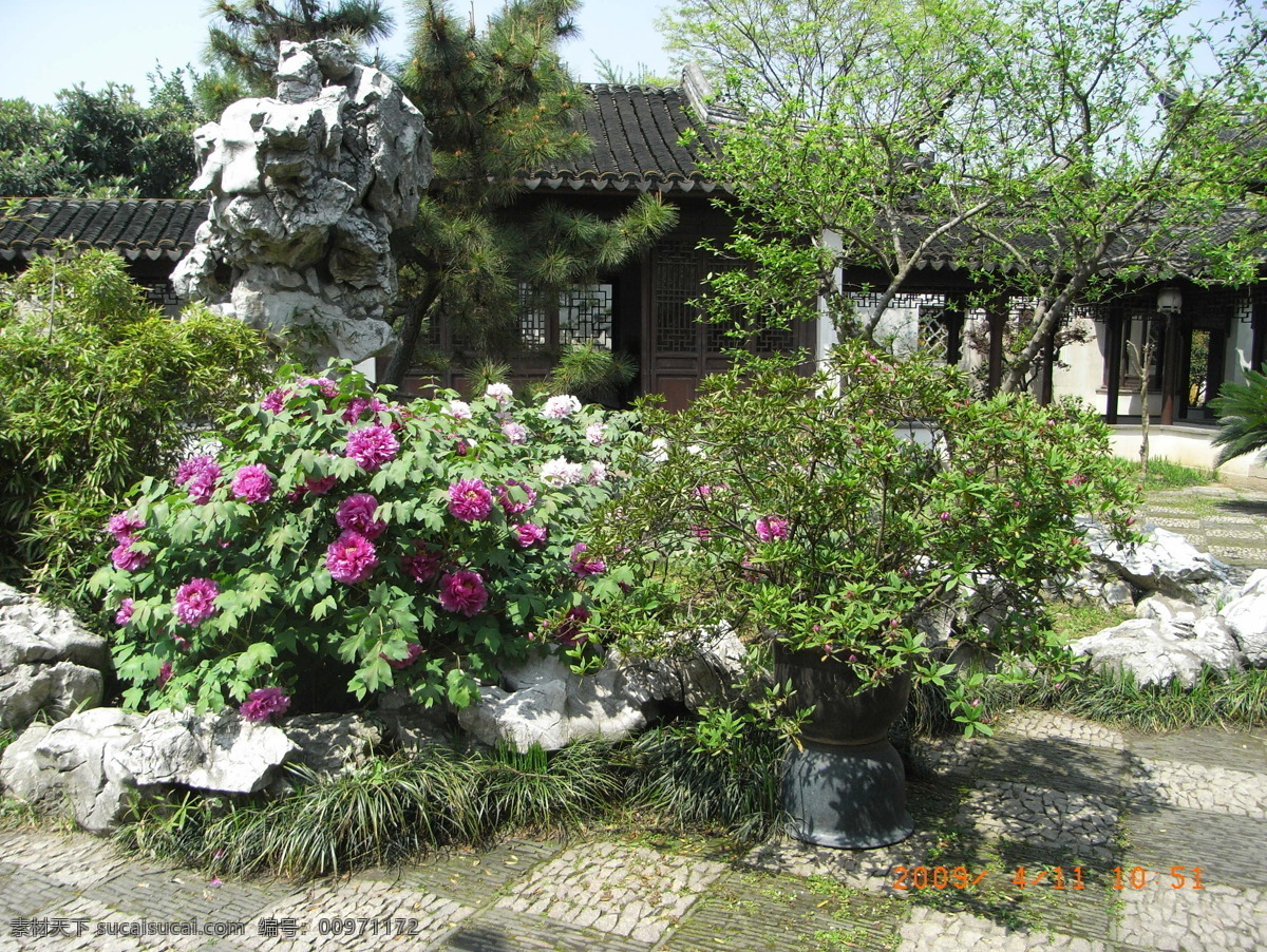 春满 小院 牡丹花 组牡丹花图片 假山旁 假山 旁 风景 生活 旅游餐饮