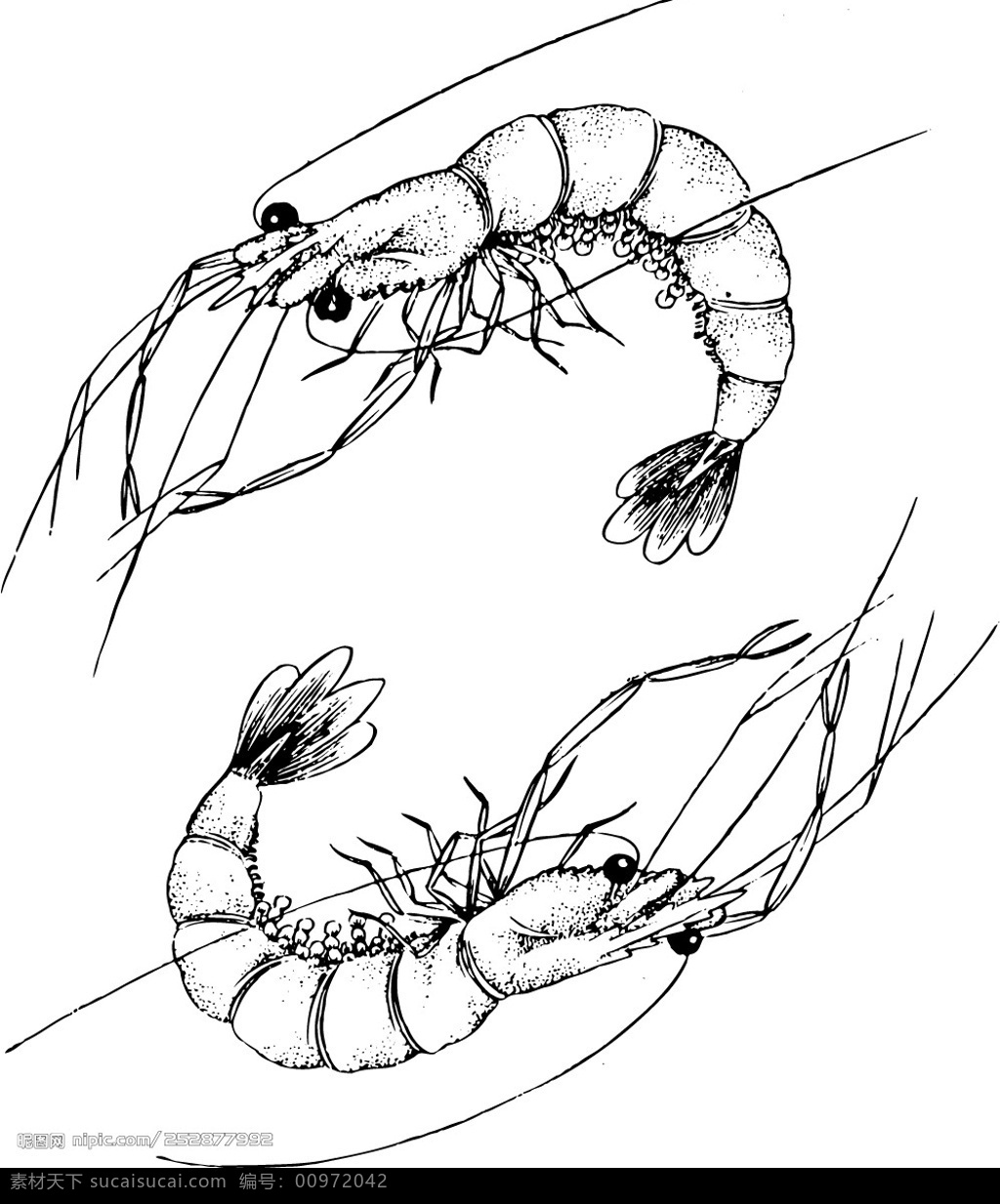 黑白虾 虾 生物世界 海洋生物 矢量图库