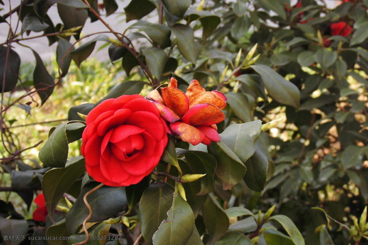 茶花 春天 春游 花 花草 生物世界 红色的茶花 大朵茶花 枯萎 怒放 并蒂花 茶花树 psd源文件