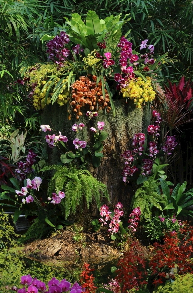 兰花风景 温室风景 花坛 蝶兰 兰花 洋兰 热带兰 洋兰王后 花卉 花朵 花瓣 花心 花儿 绿化景观 蝴蝶兰兰花 生物世界 花草