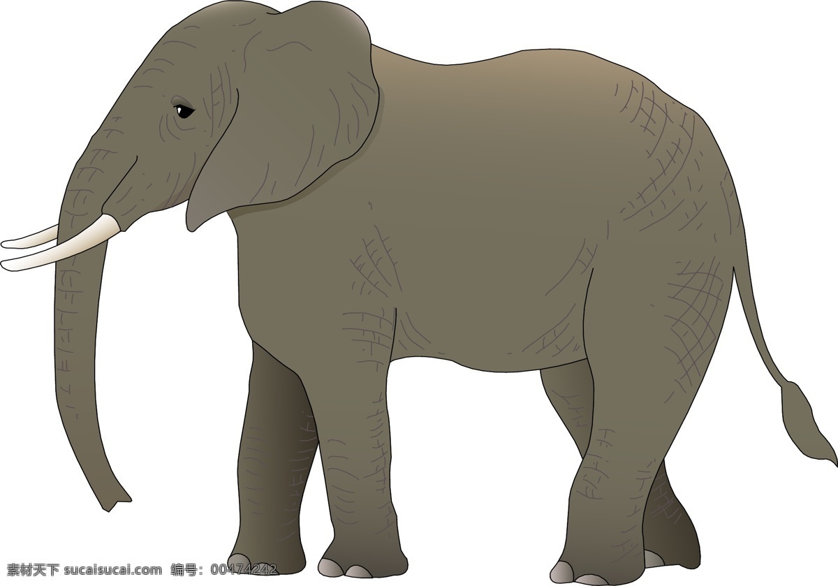 大象素材 大象 长牙 灰色 成年 站立