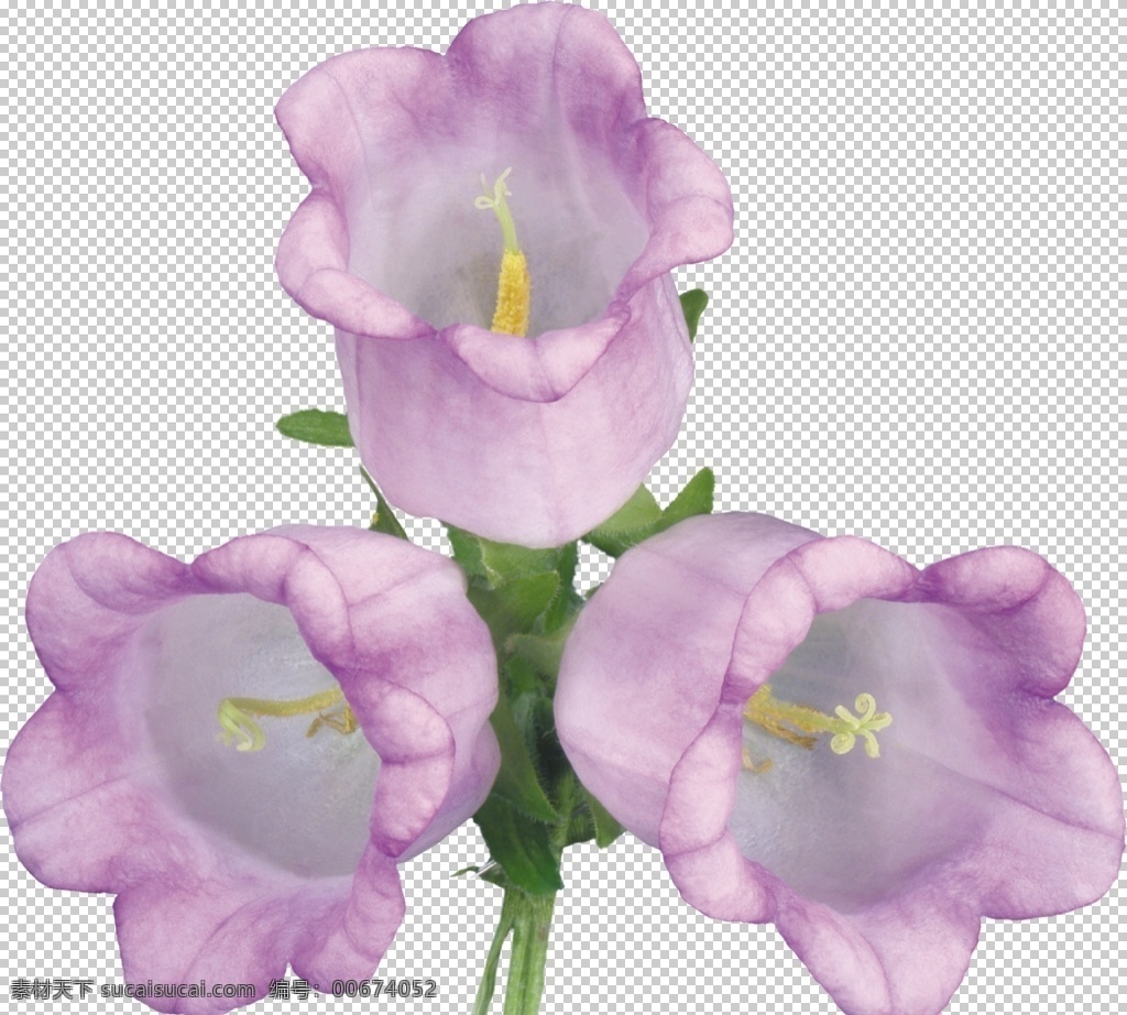 风铃草图片 鲜花 花朵 花 植物 花瓣 花卉 玫瑰 雏菊 洋甘菊 丁香花 百合花 郁金香 风铃花 风铃草 紫花 白花 粉花 紫色小花 白色小花 粉色小花 png图 透明图 免扣图 透明背景 透明底 抠图 生物世界 花草