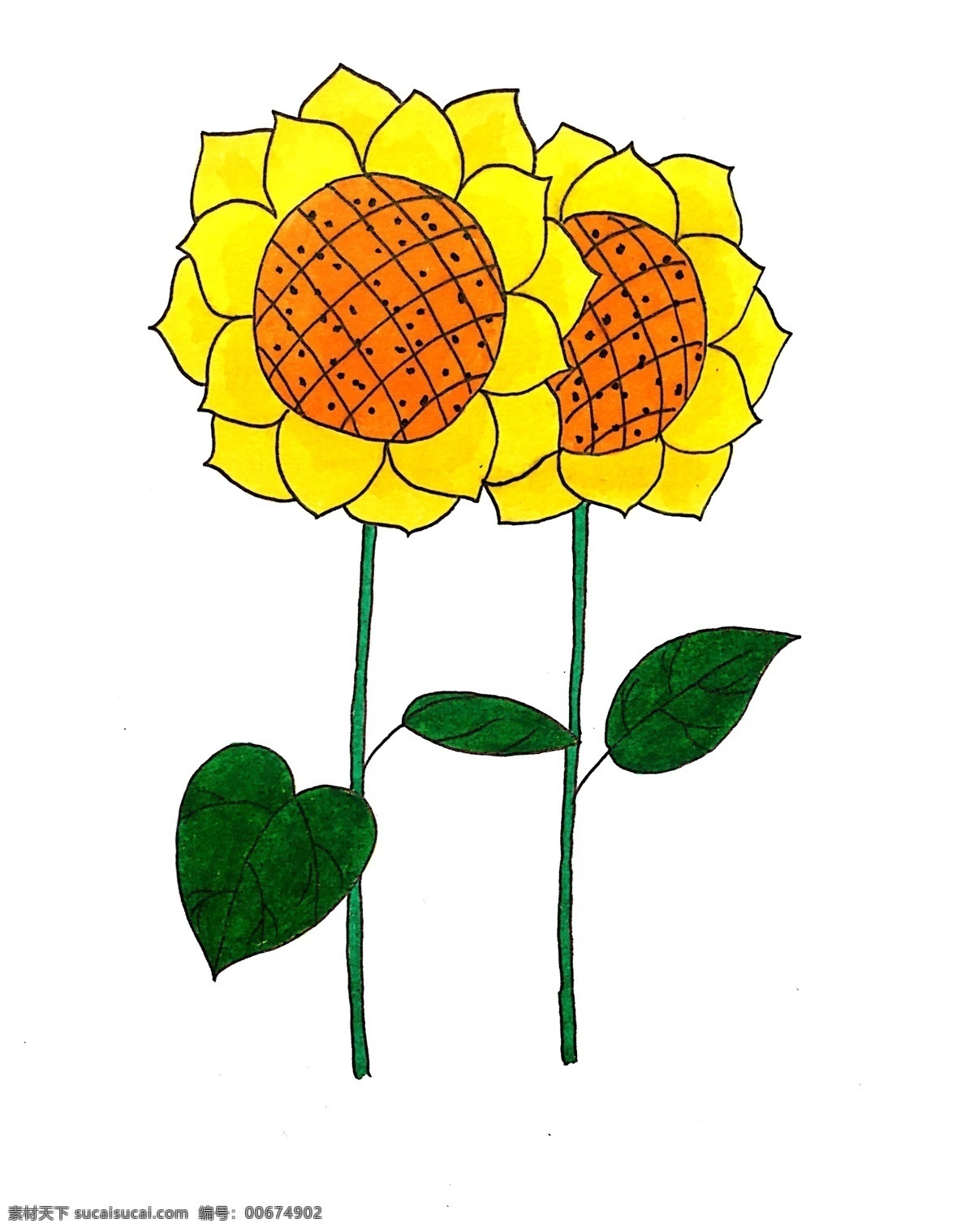 手绘 花卉 插画 向日葵 花 黄色 植物
