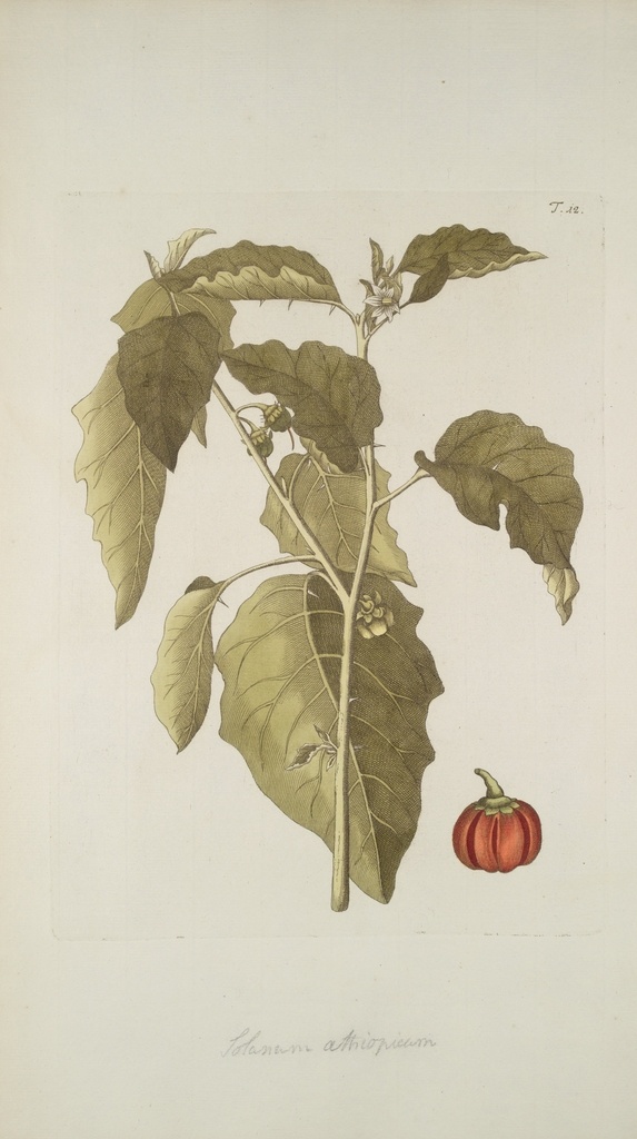 精美 绘画 草本植物 图谱 植物手绘 欧美复古 花卉花朵 清新淡雅风格 花草绘画 设计参考 绘画素材 工笔画 装饰画 插画 植物图谱 树叶花朵 临摹素材 复古绘画 装饰画芯 叶片树枝 树干 植株 药材植物 彩铅绘画 植物花朵 生物世界 花草