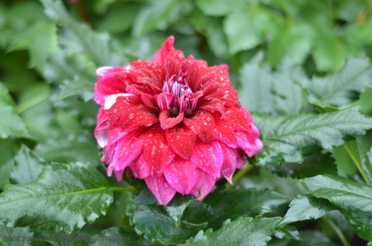 大丽菊 红色花 花卉 植物 花朵 花瓣 绿叶 生物世界 花草