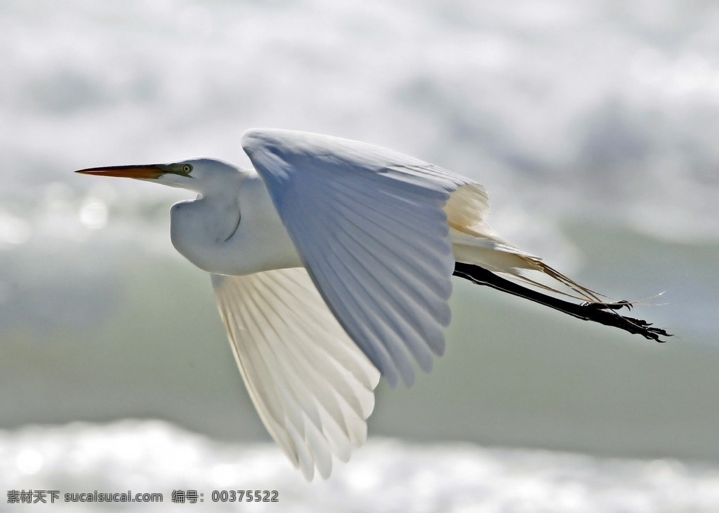 白鹳 鹳 水鸟 飞鹳 鸟类 生物世界