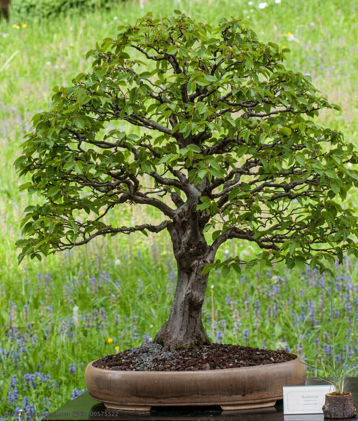 盆景 观赏树 嫩绿 叶子 绿叶 树木 树 植物盆栽 盆栽 植物 花草树木 生物世界
