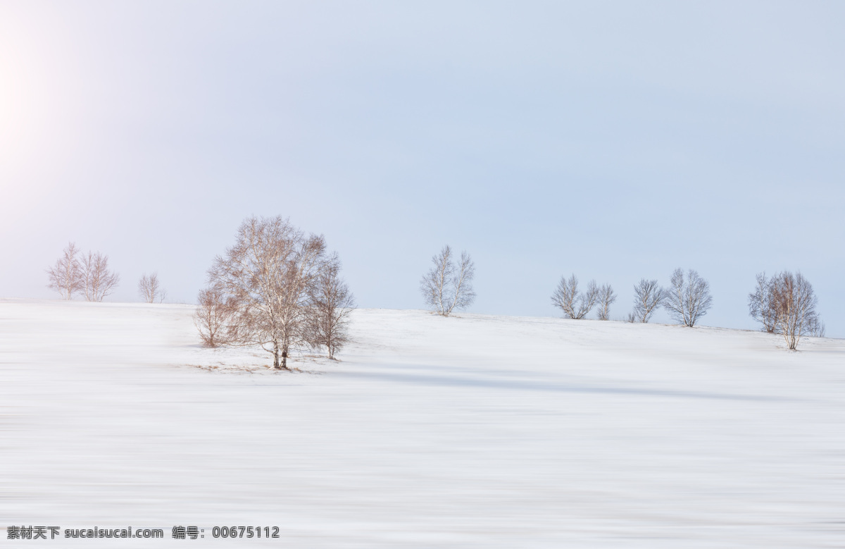 雪林 白色 大学 树 风景 景区 自然景观 自然风景