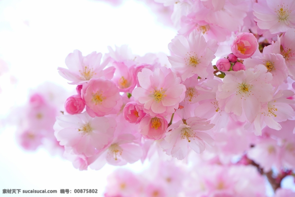 粉色樱花 粉色 樱花 花瓣 粉 红 树枝 一束 日本 简单 清纯 日系 自然风光 生物世界 花草