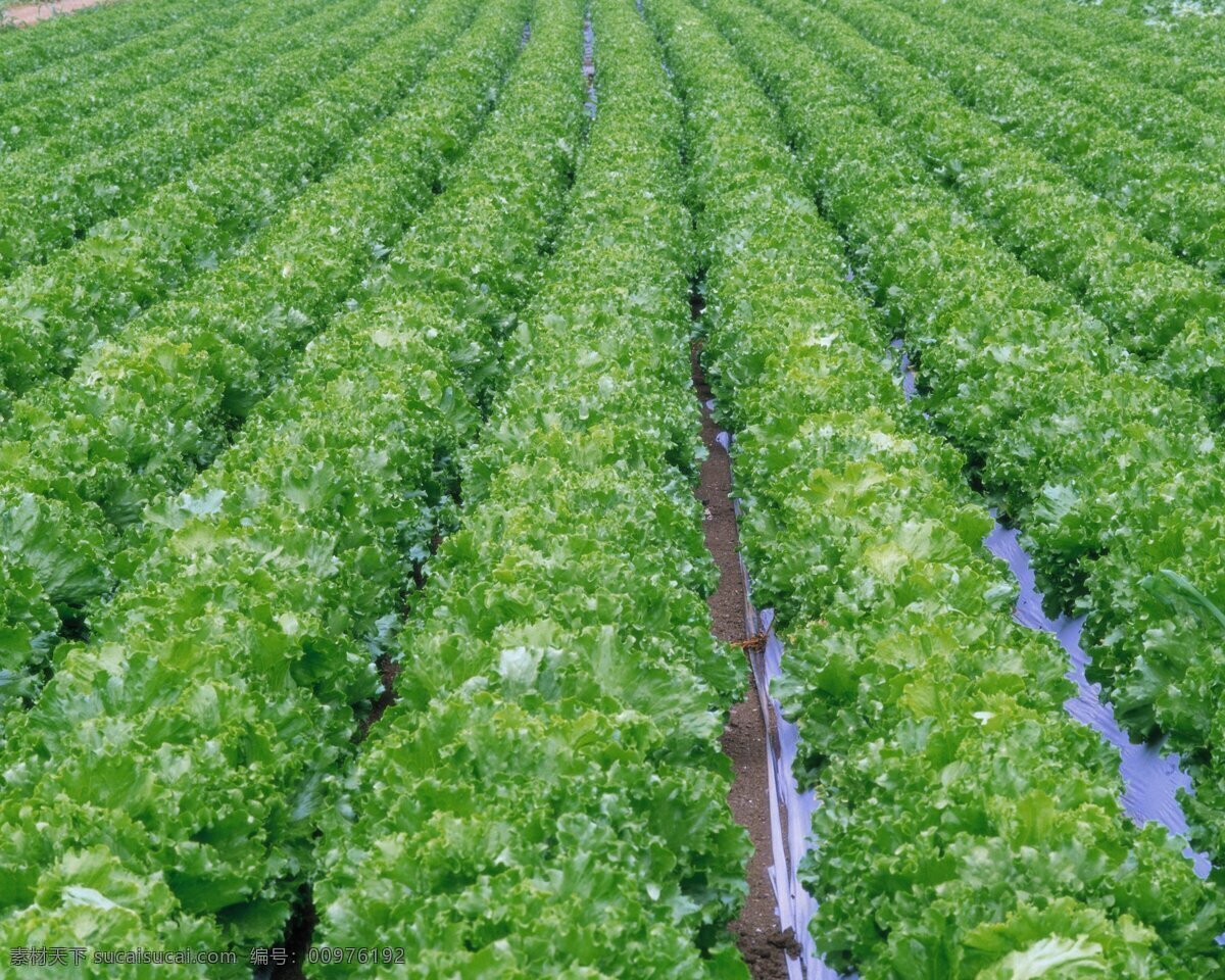 科学 发展观 菜园 青菜 摄影图库 菜园背景图 无危害植物 生物世界