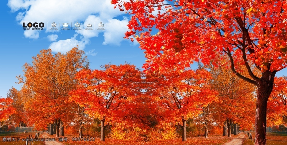 枫树 红叶 大树 枫树林 秋景 秋天 风景 自然景观 自然风光