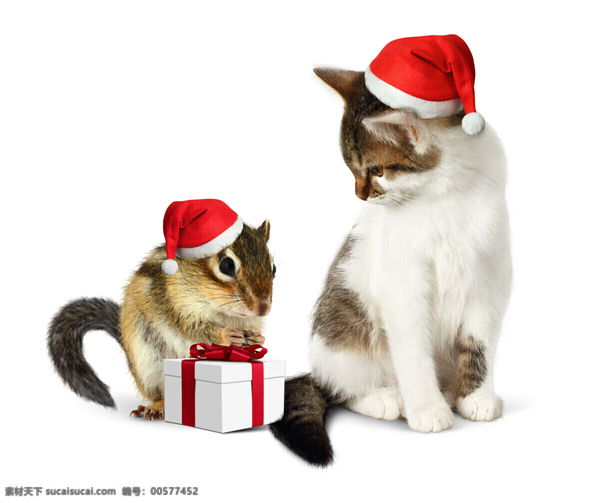 可爱 圣诞节 礼物 猫和老鼠 老鼠 贺卡 礼物盒 可爱猫 宠物猫 小猫 猫咪 动物 动物世界 猫咪图片 生物世界