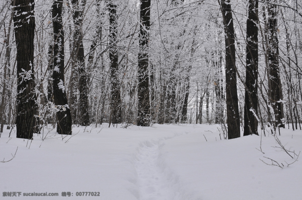 雪景 雪 雾凇 冬天 冬季 树木 树林 森林雪中树林 林区 痕迹 小路 分享 自然景观 自然风景