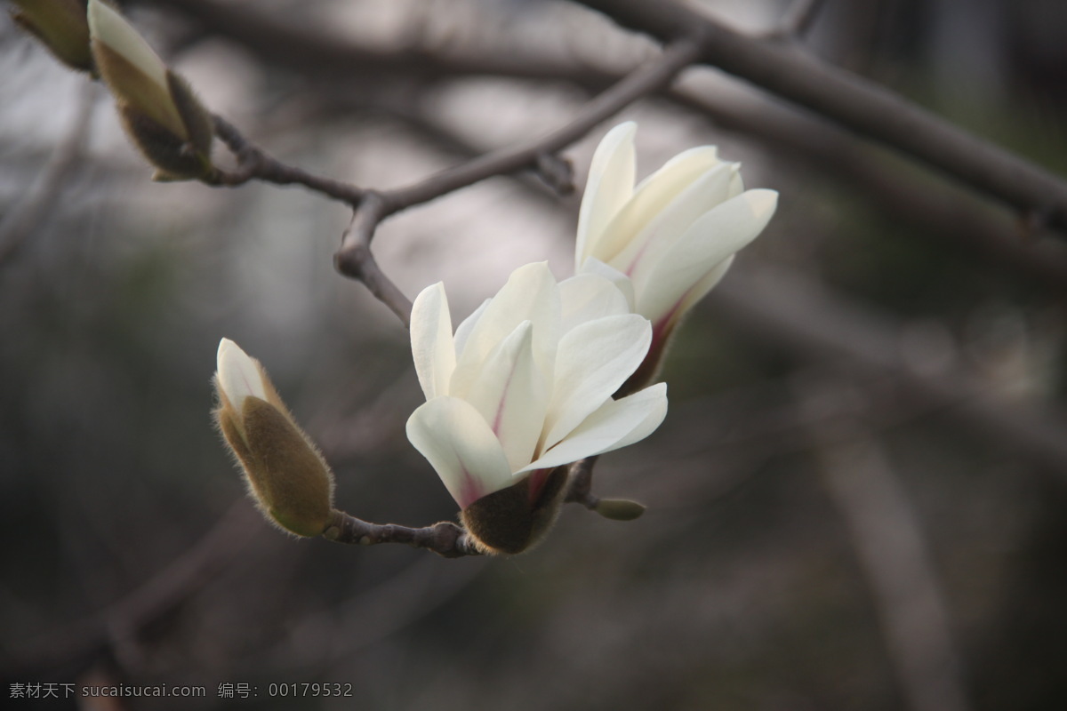 早春玉兰 玉兰 花卉 白色 花朵 生物世界 花草