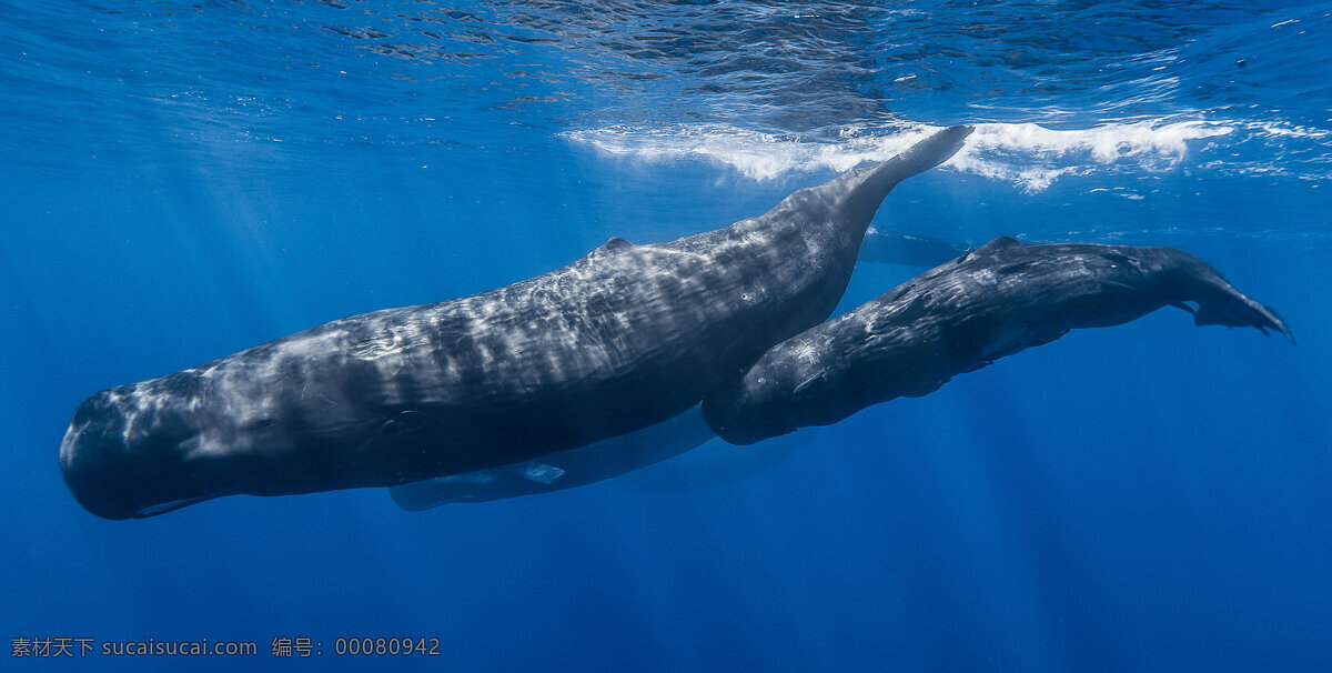 抹香鲸 鲸鱼 海洋哺乳动物 模子 海洋 潜水高手 海洋生物 生物世界