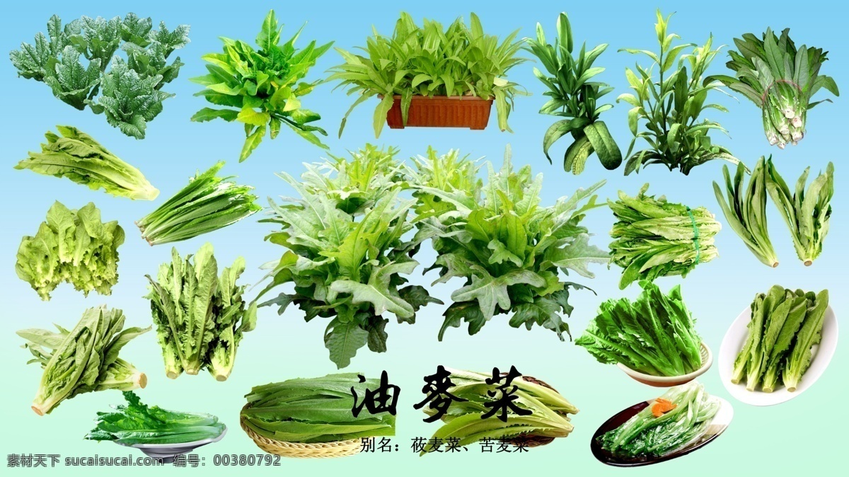 PSD叶菜类素材之油麦菜素材图片下载-素材编号00380792-素材天下图库
