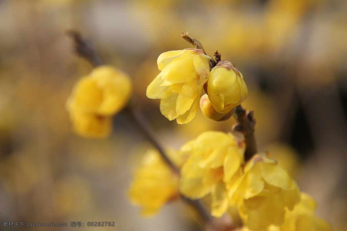 腊梅 黄腊梅 梅花 黄梅花 梅花腊月 生物世界 花草