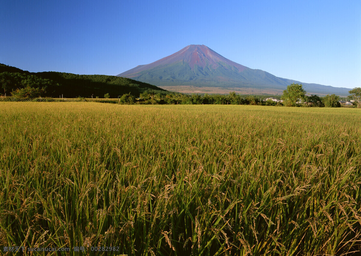 稻田免费下载 稻穗 風景 富士山 田野 风景 生活 旅游餐饮