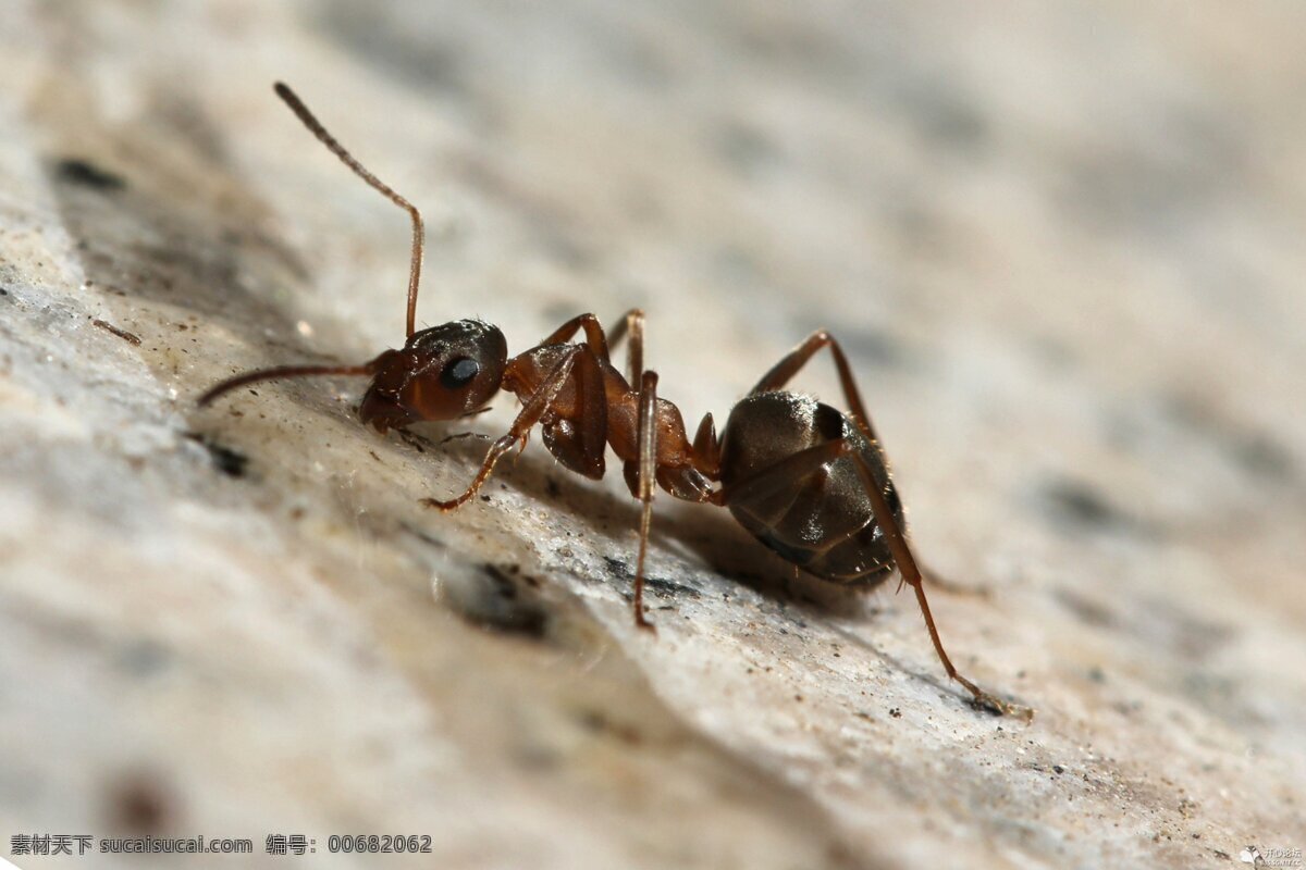 蚂蚁 生态 自然界 昆虫图片 昆虫纲 节肢动物门 insect 无骨骼 昆虫系列一 昆虫 生物世界 白色