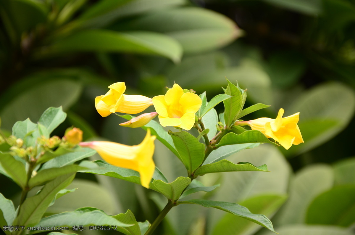 黄蝉 软枝黄蝉 黄蝉花 夹竹桃科 黄蝉属 常绿灌木 花 黄花 小黄花 花朵 花卉 花蕊 绿叶 植物 花草 生物世界 其他花草