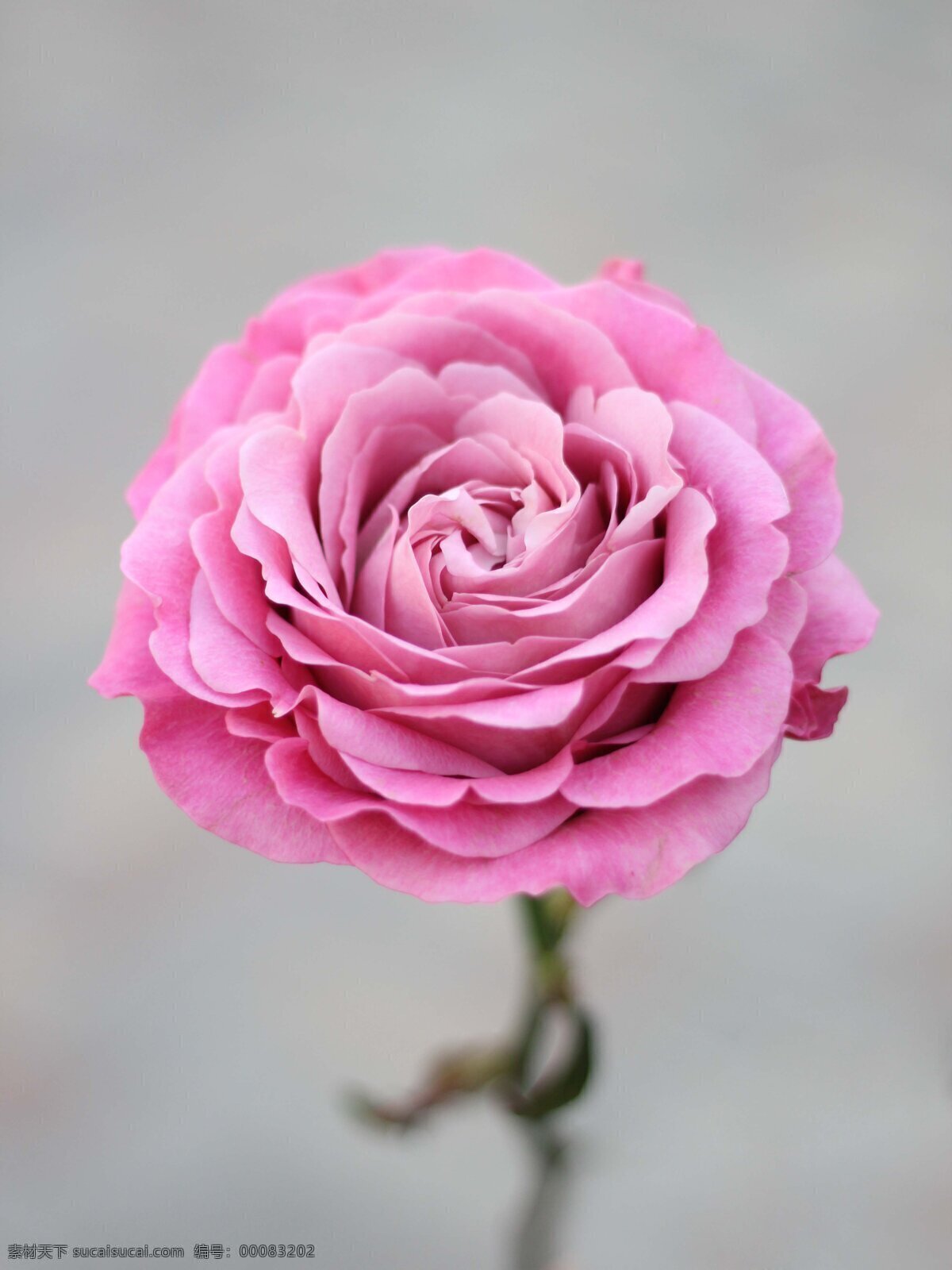 粉玫瑰 鲜花 花瓣 花材 花朵 盛开的玫瑰 花草 生物世界