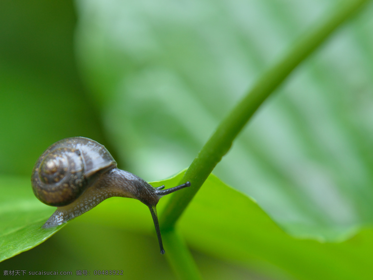 蜗牛 贝壳 昆虫 绿叶 生物世界 软体动物 蠕动 车前子 湿润 雨后 触角 蜗轮