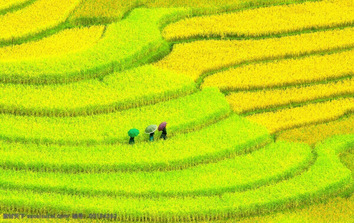 稻田 水稻 谷物 农作物 金黄色 自然景观 田园风光