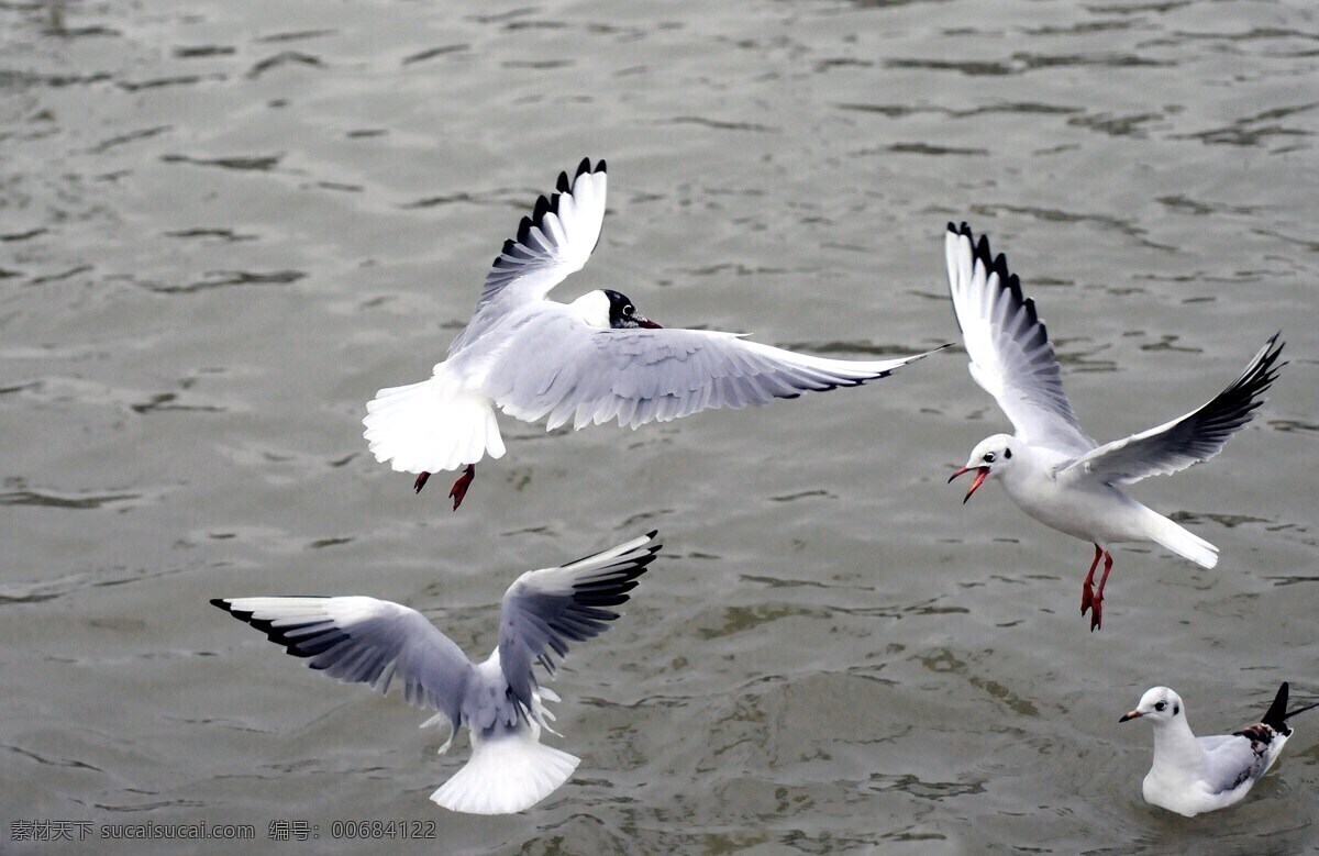 银色的海鸥 嘴鸥 海 鸟 鸟类飞行 海洋 动物