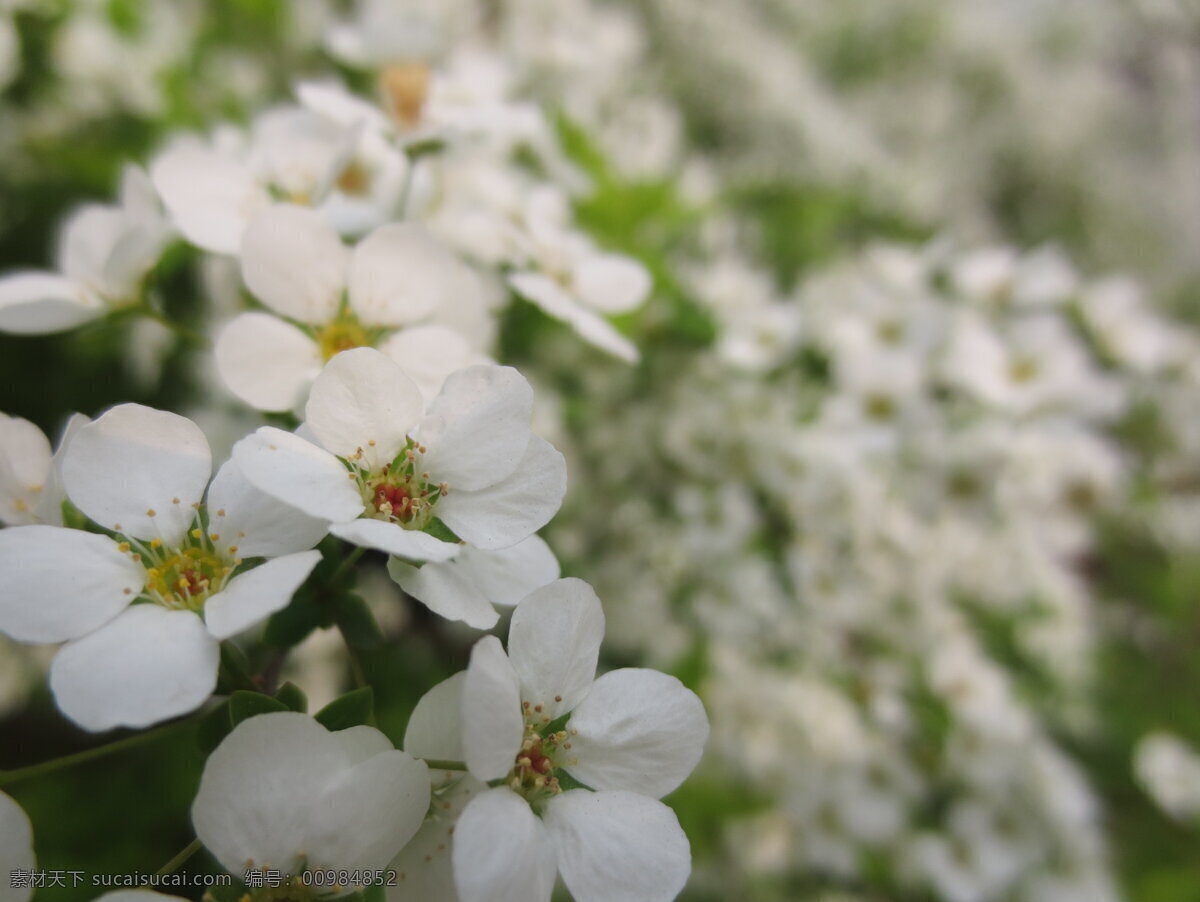 白色花 花丛 花卉 小白花 生物世界 花草