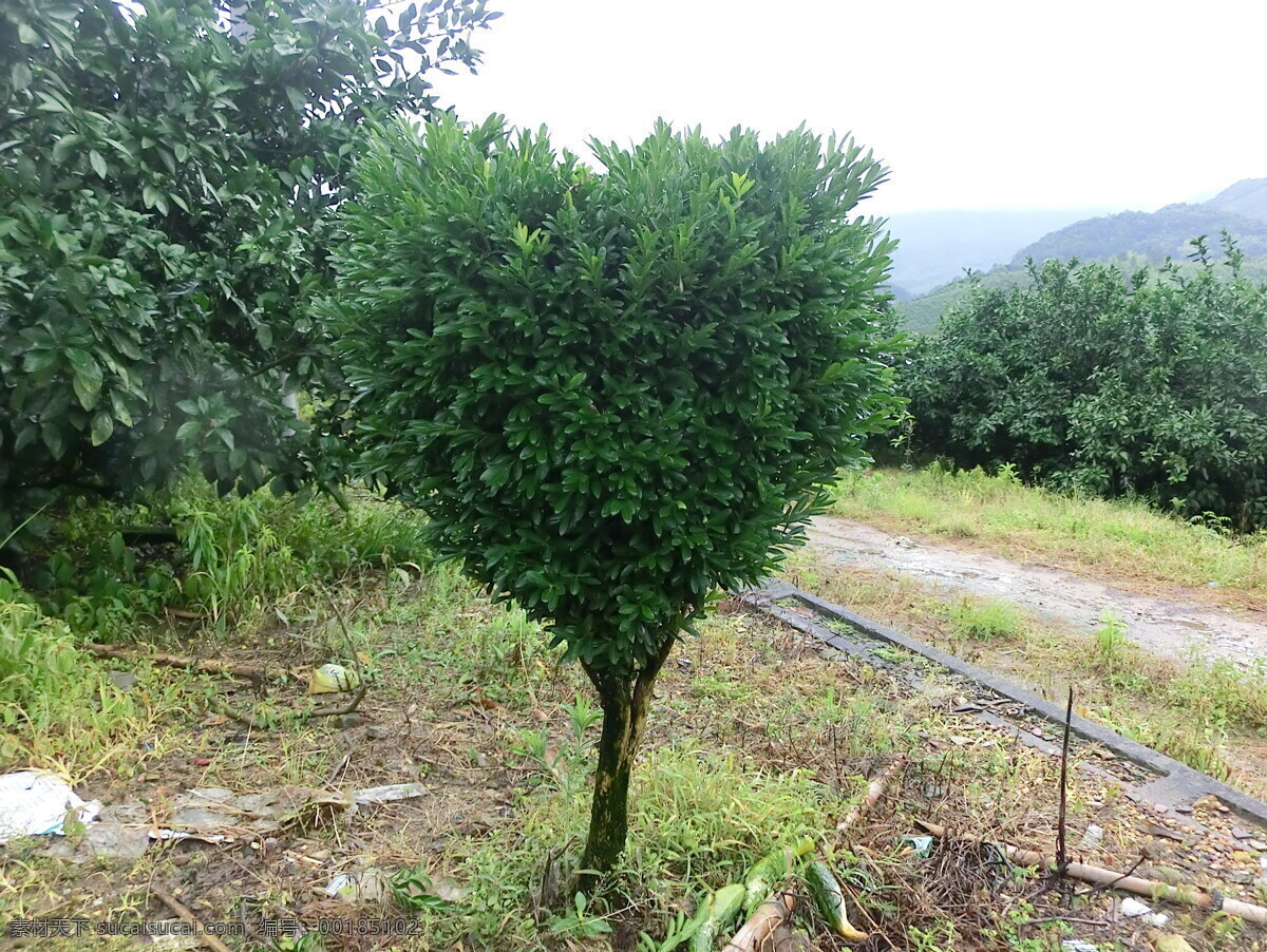 心形 雀 舌 黄杨 非 高清 心形雀舌黄杨 绿树 树木树叶 生物世界