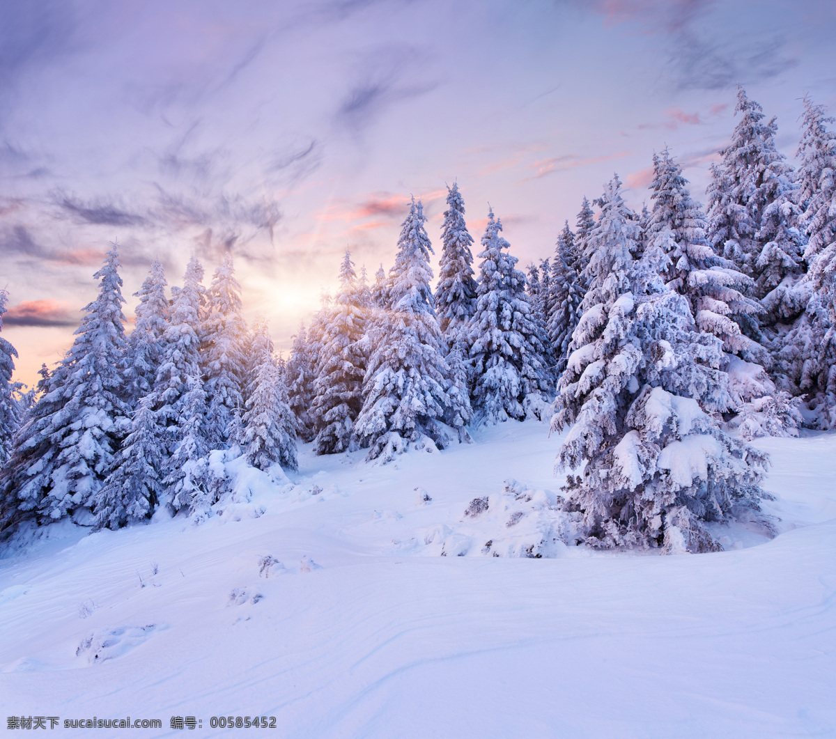 美丽森林雪景 冬天雪景 雪地 森林雪景 树林雪景 风景摄影 美丽风景 自然风景 自然景观 蓝色