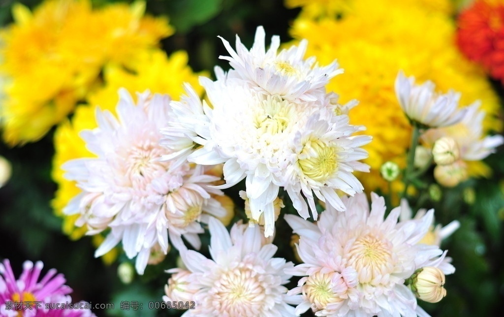 白菊花 花朵 白色 花苞 花蕊 吐蕊 花枝 花卉 摄影作品 花草 生物世界