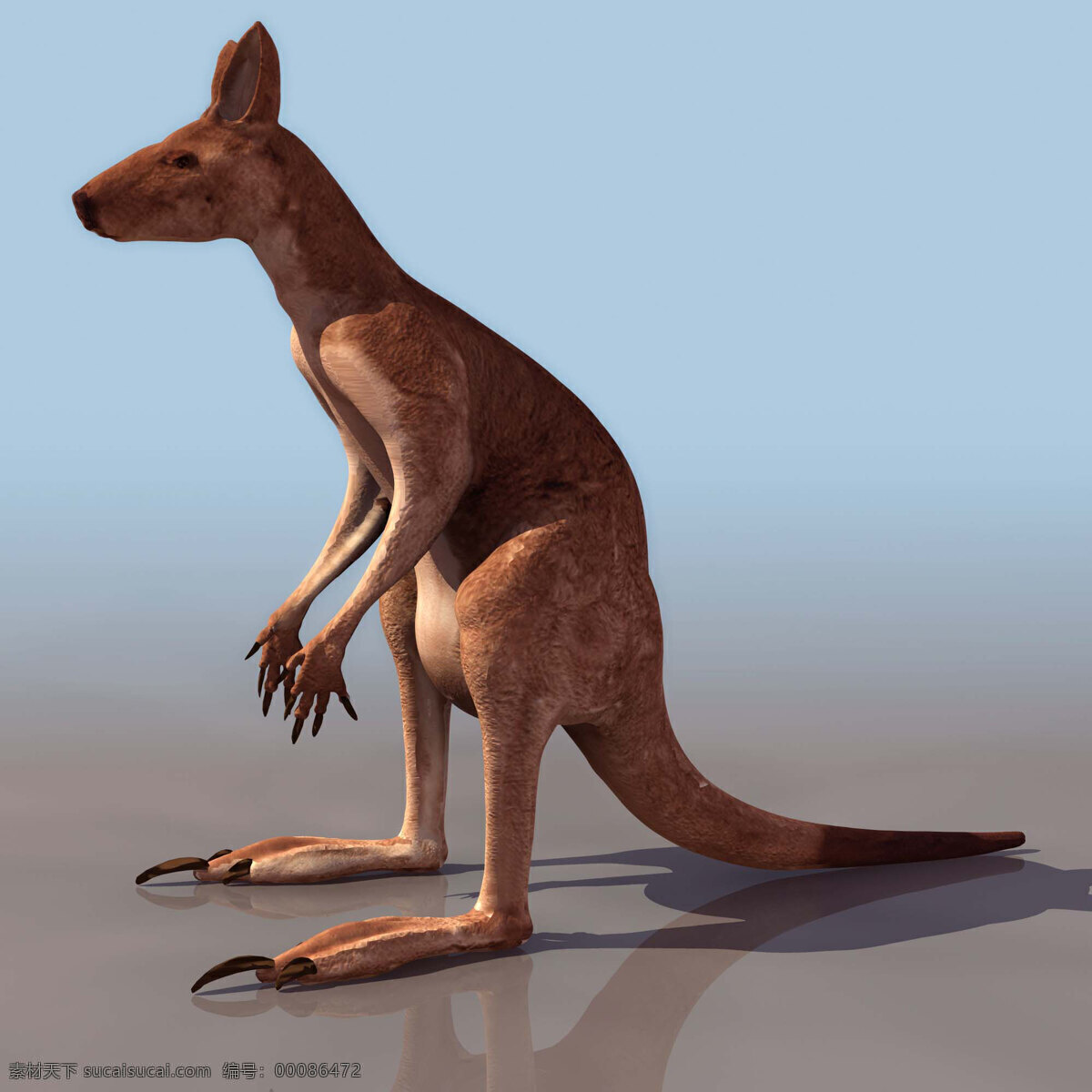 袋鼠 kangaroo 动物模型 陆生动物 3d模型素材 动植物模型