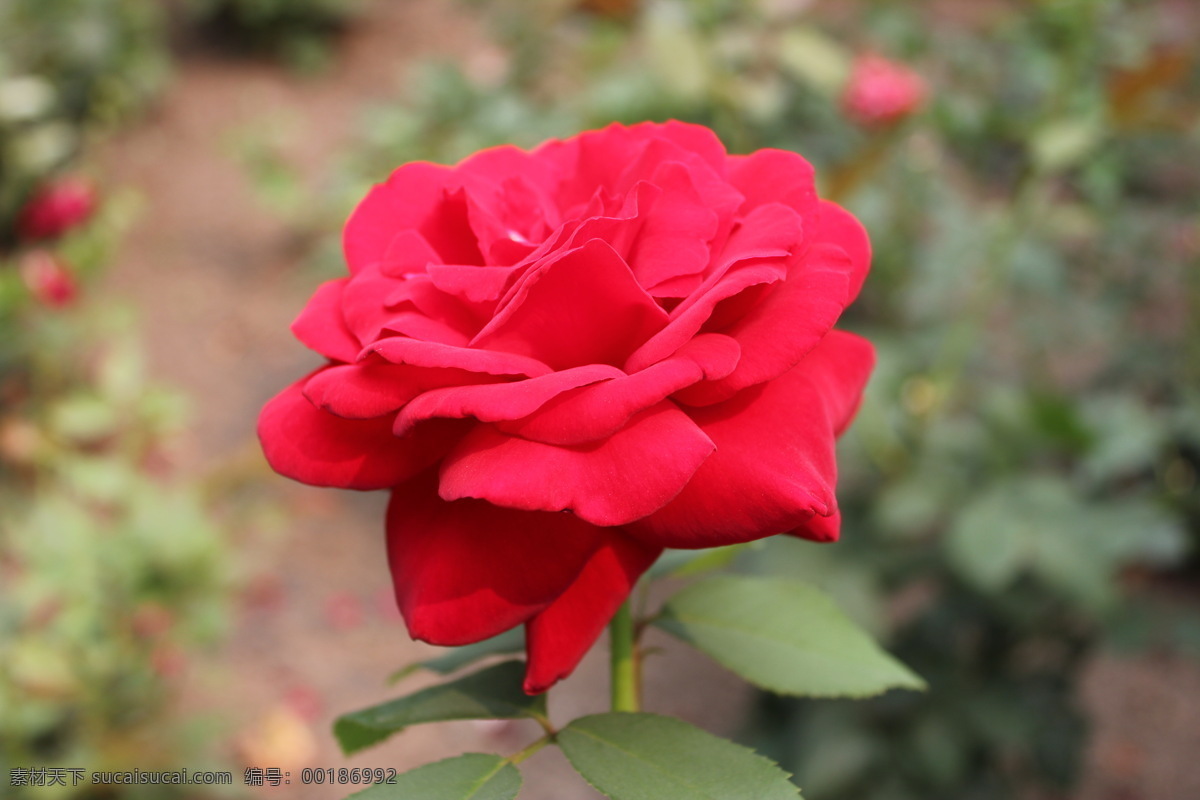 玫瑰花 红花 红玫瑰 花 玫瑰 绿叶 叶子 粉红玫瑰 花草 生物世界