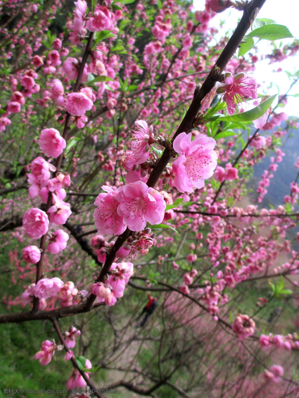 桃花 春色 春天 花草 开放 生物世界 溪源庵 psd源文件