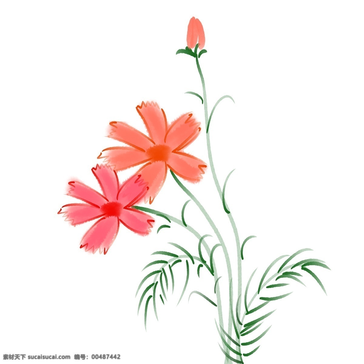 红色 盛开 格桑 花 花朵 植物 春天