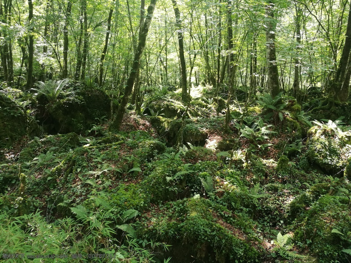 树林 绿色植被 苔藓 美景 绿野 旅游摄影 国内旅游