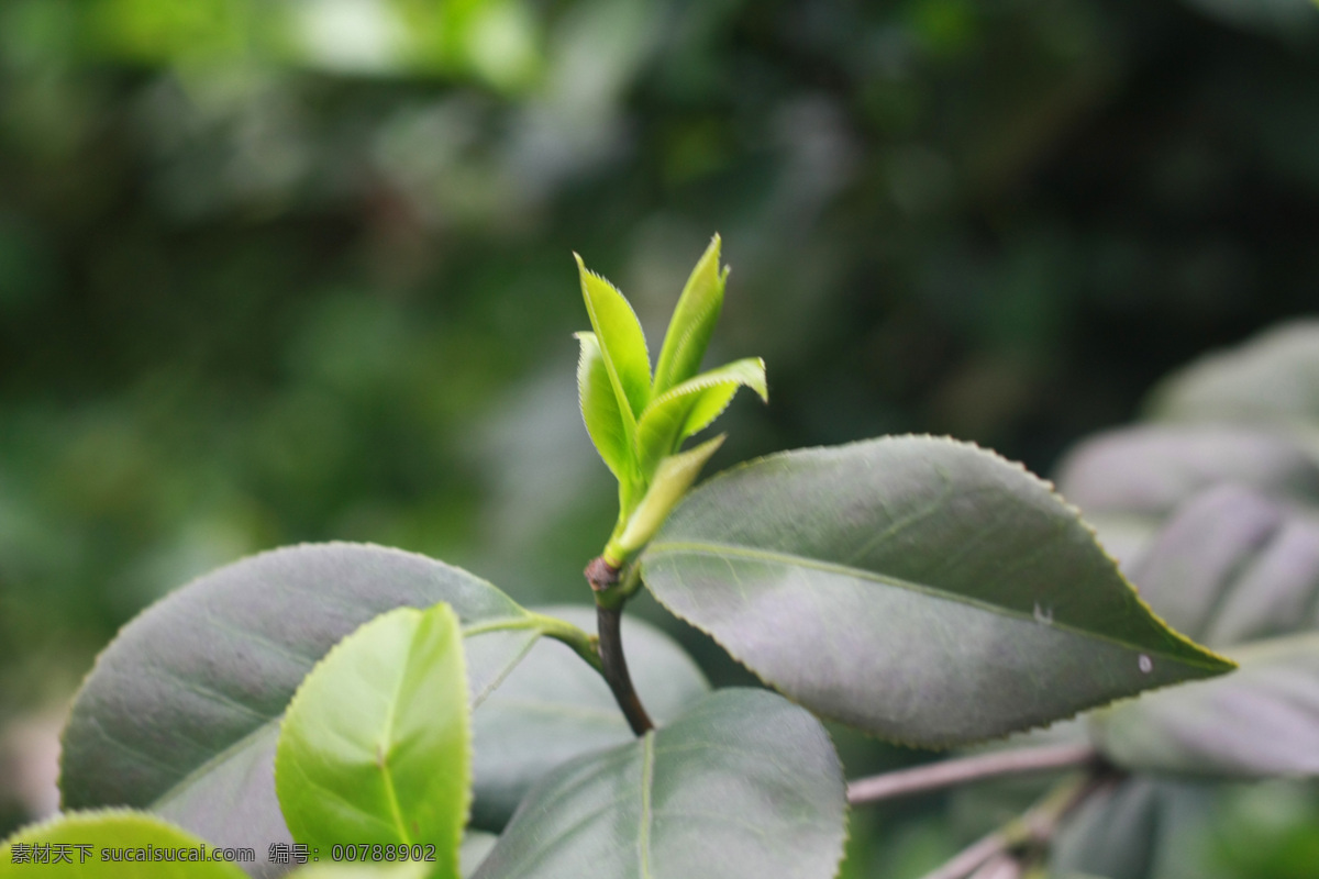茶尖 茶树 茶叶 茶画 茶心 茶 叶子 花草 生物世界