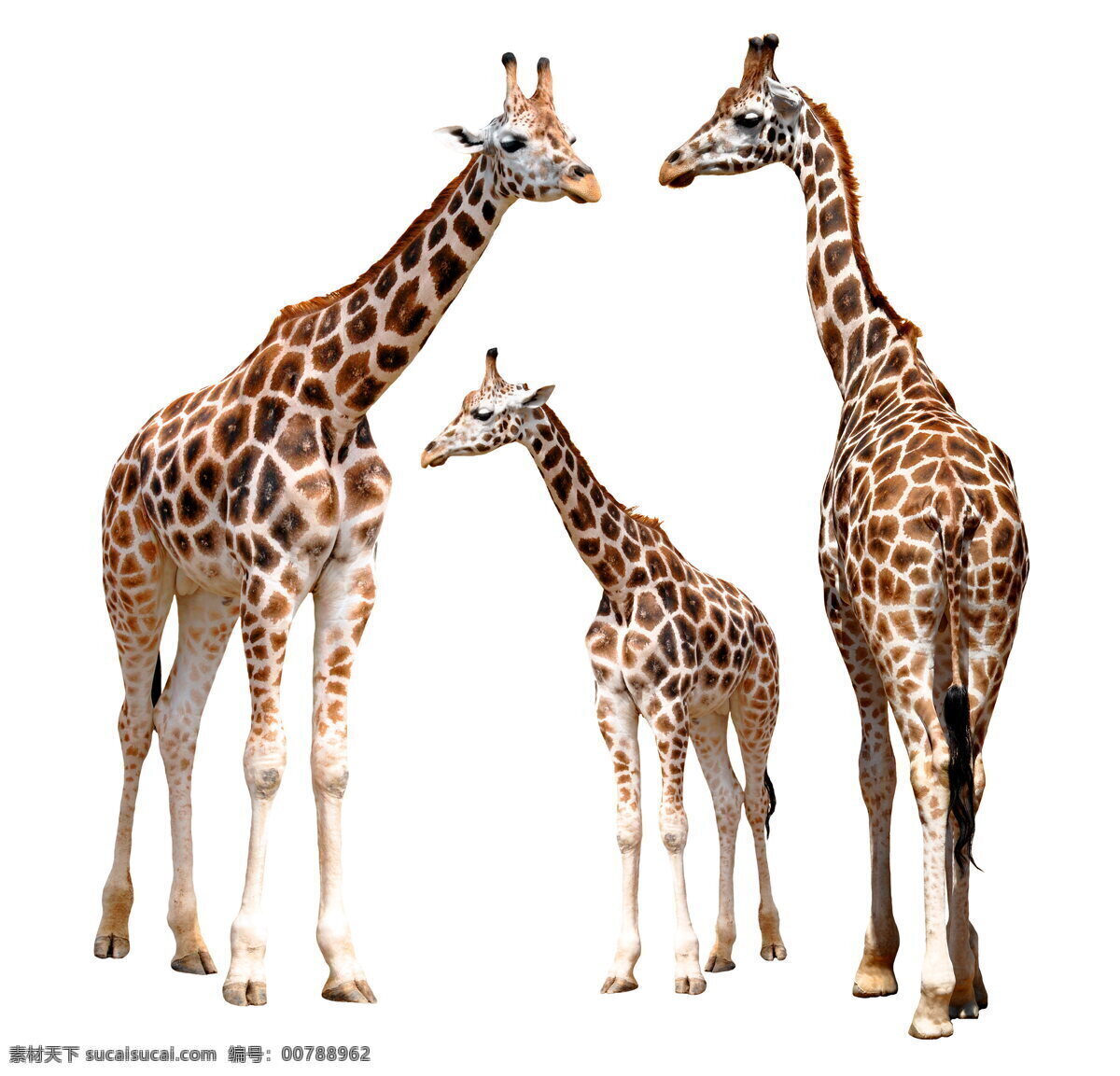 长颈鹿 高清 野生 动物 保护动物 稀有动物 珍贵动物