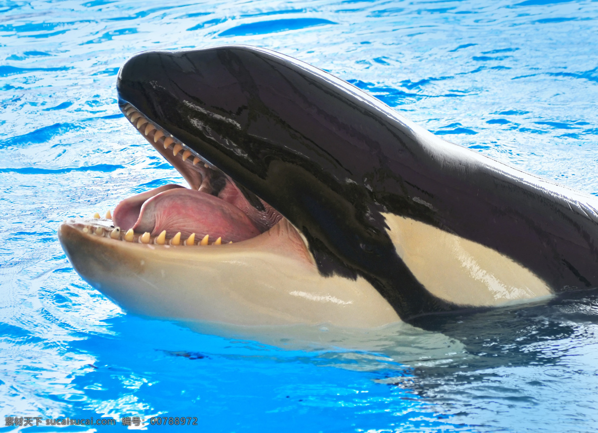 张开 嘴巴 海豚 水面 动物 表演 海豚摄影 水中生物 生物世界 白色