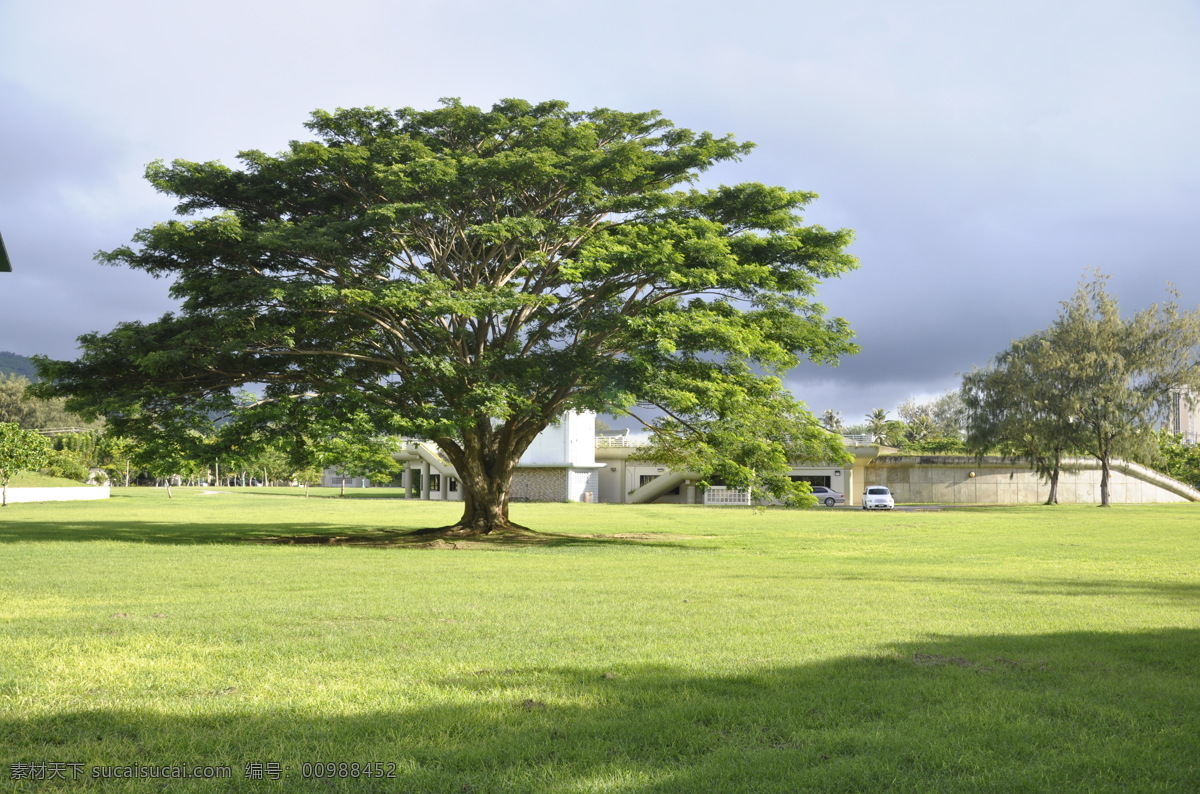 大树 树荫 草坪 绿草 矗立 参天大树 塞班岛摄影 自然景观 自然风景