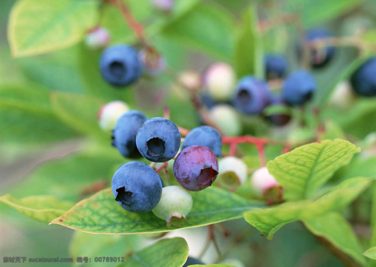 高清 水果 蓝莓 树上蓝莓 绿色